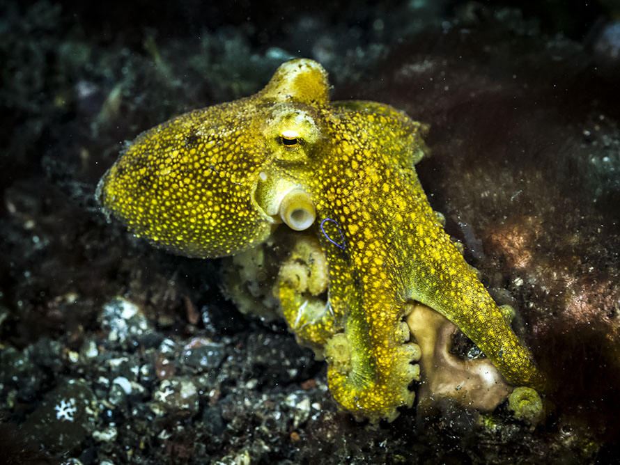 Amphioctopus mototi
